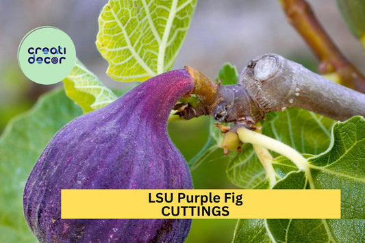 5 LSU Purple Fig Scion Cuttings – Unrooted Hardwood Cuttings for Grafting or Propagation, Sweet Fruit Variety – USA