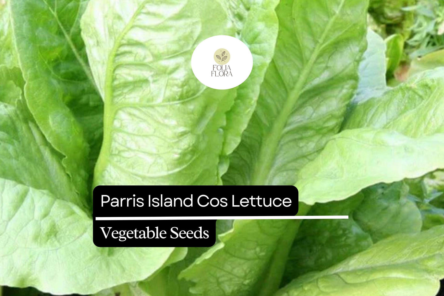 1000 Parris Island Cos Lettuce Seeds – Lactuca sativa – Heirloom Romaine, Crisp & Sweet, Heat-Tolerant, Easy to Grow