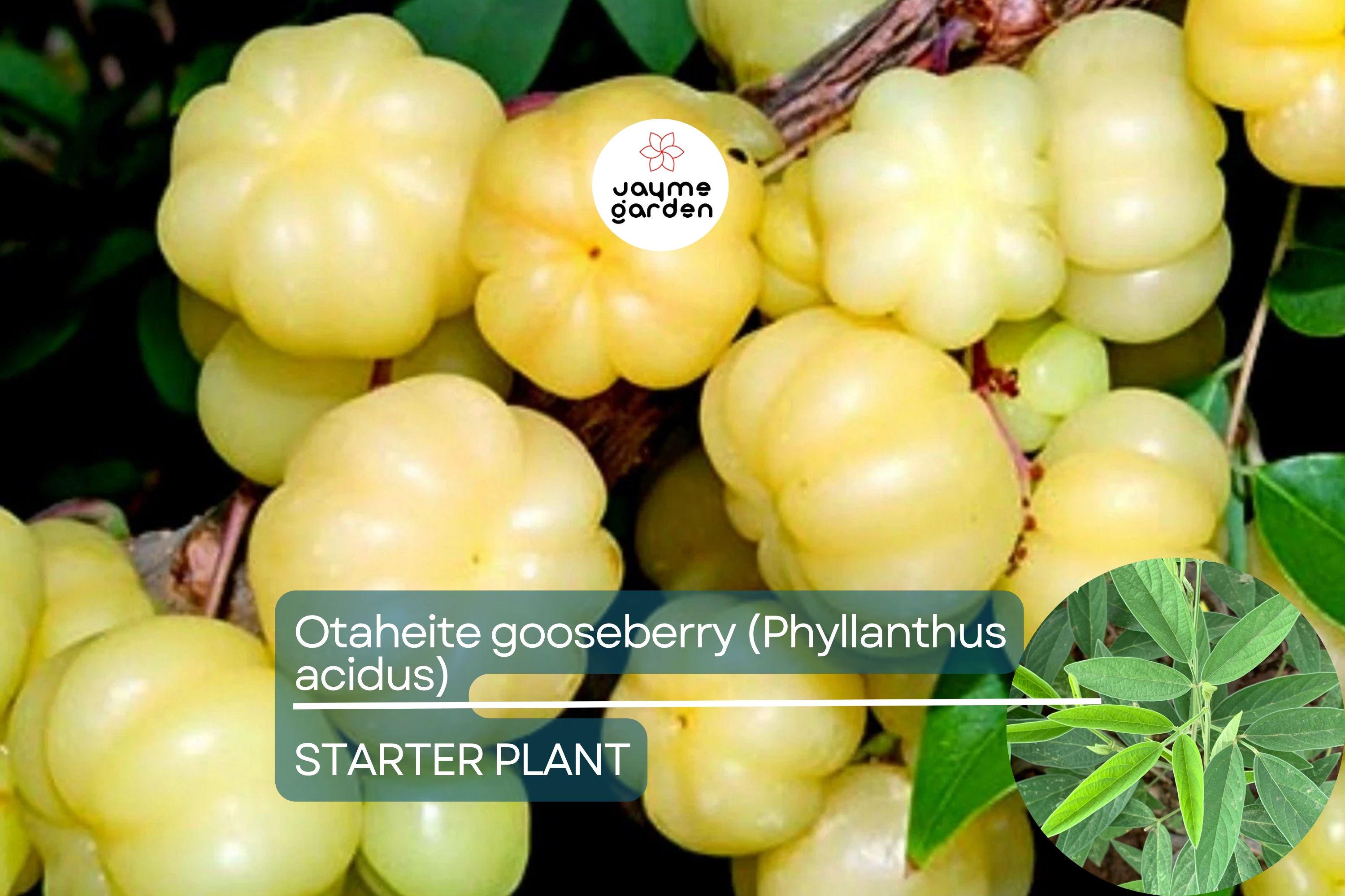 Otaheite Gooseberry Starter Plant - Phyllanthus acidus 1’-2” | Tropical Fruit Tree for Garden