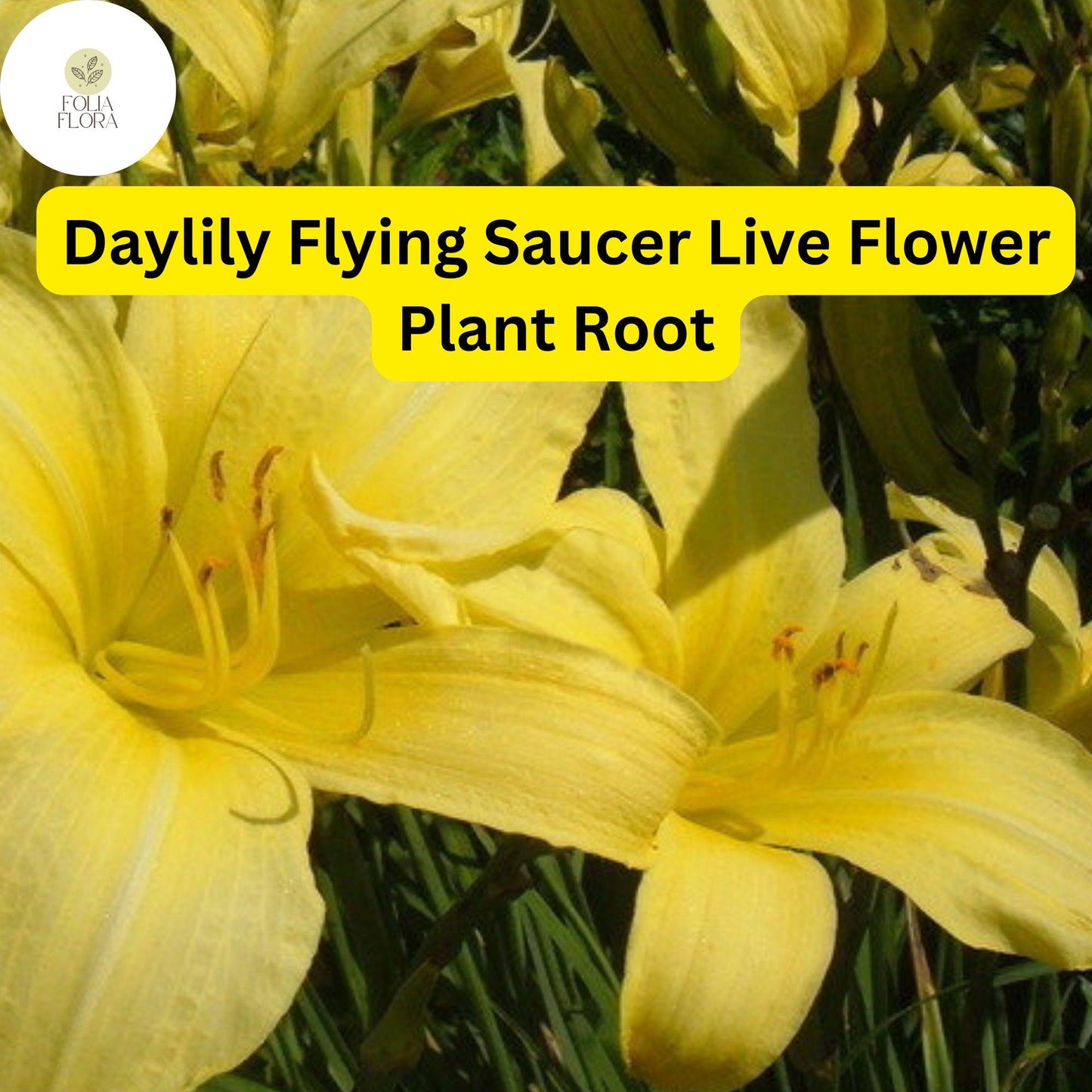 Hemerocallis ‘Flying Saucer’ Daylily | 1 Live Root | Yellow Perennial Flower