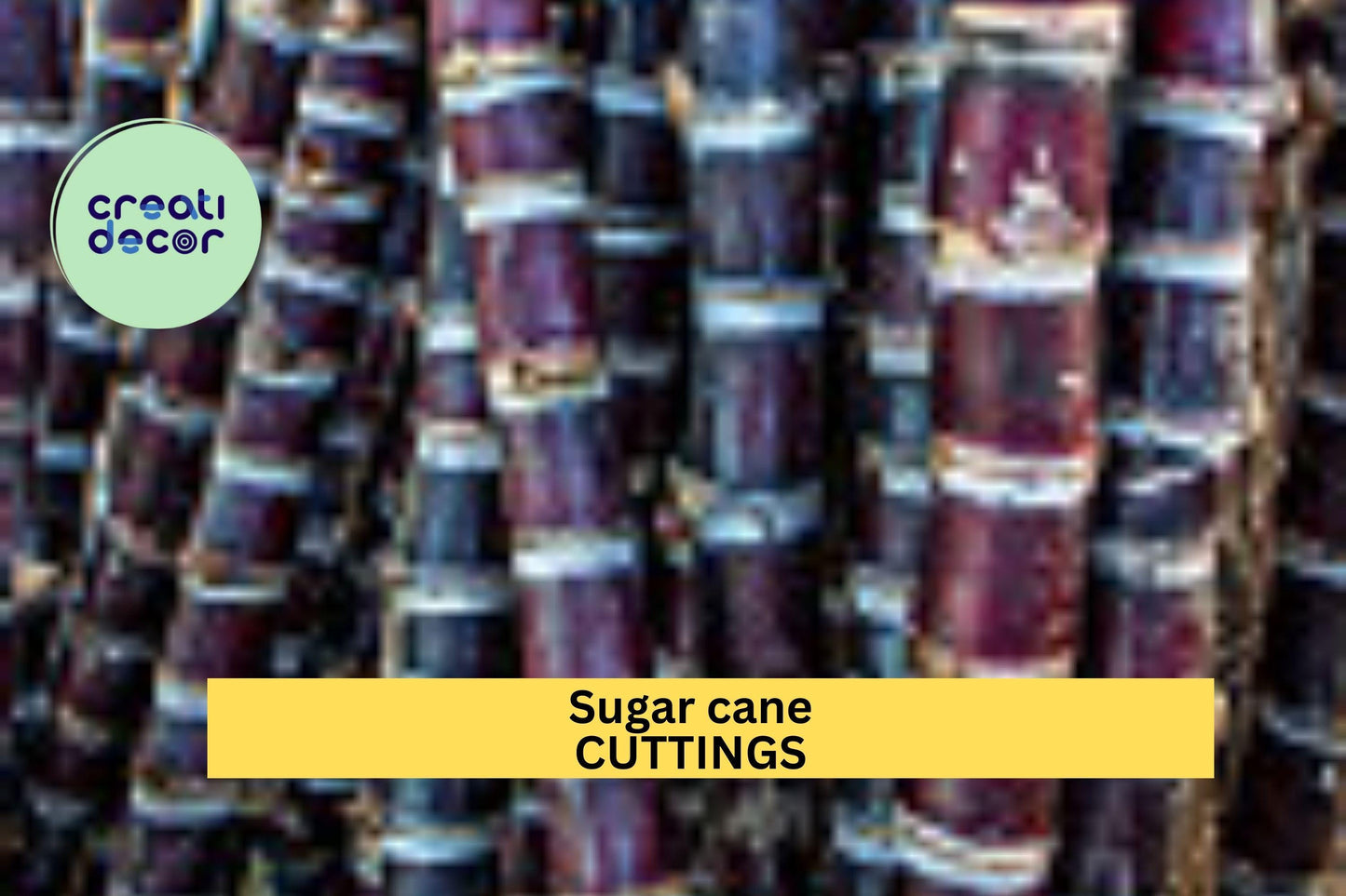 Black Sugar Cane Starter Plants | 2 Rooted Vietnamese Cuttings | Rare Purple Cane Variety | Grow Your Own Sugarcane at Home