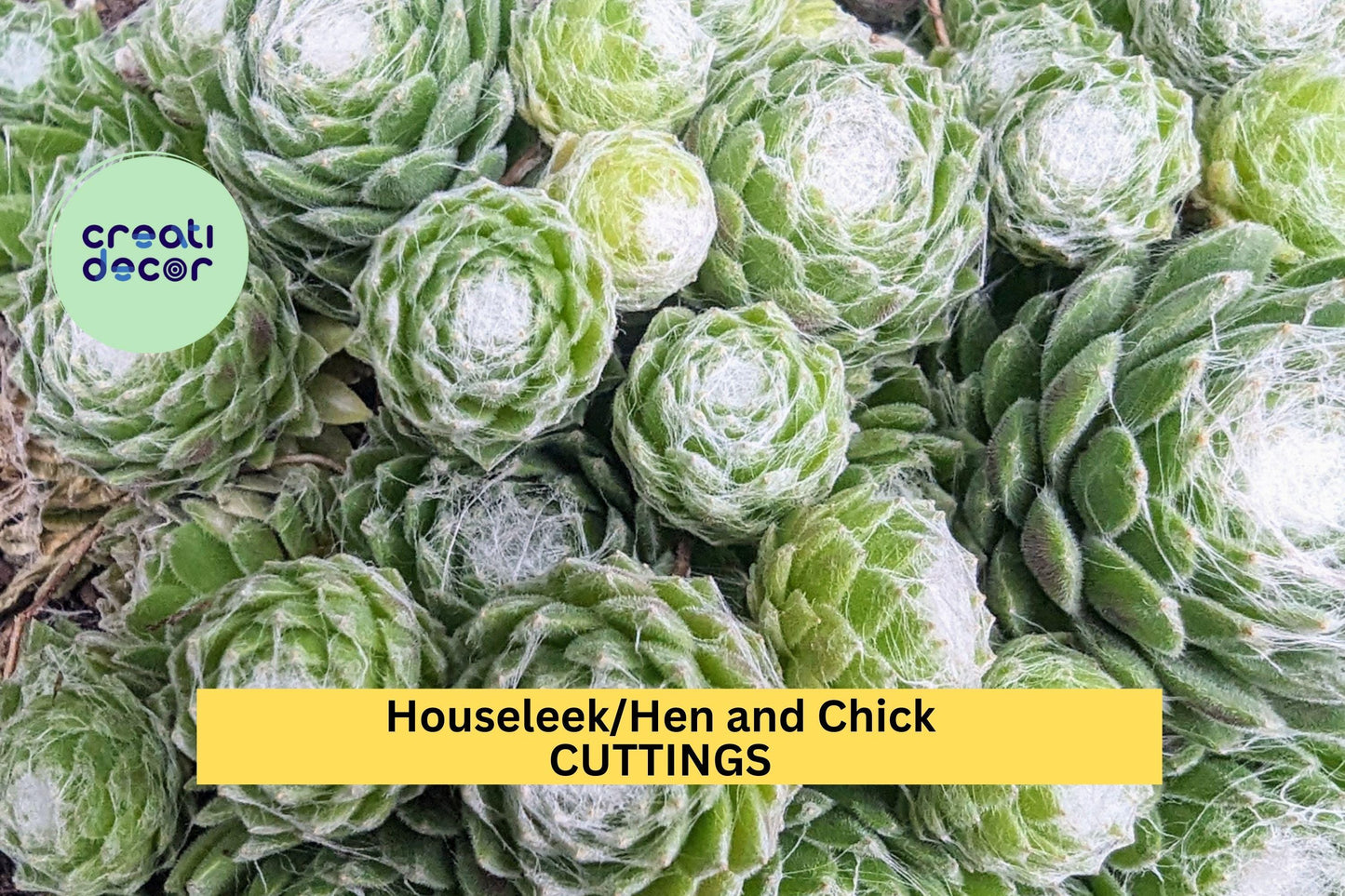SALE! 10 Baby Sempervivum | 10 Mixed Varieties Hens & Chicks | Hardy Live Succulents | +/- 1” Size | Great for Rock Gardens