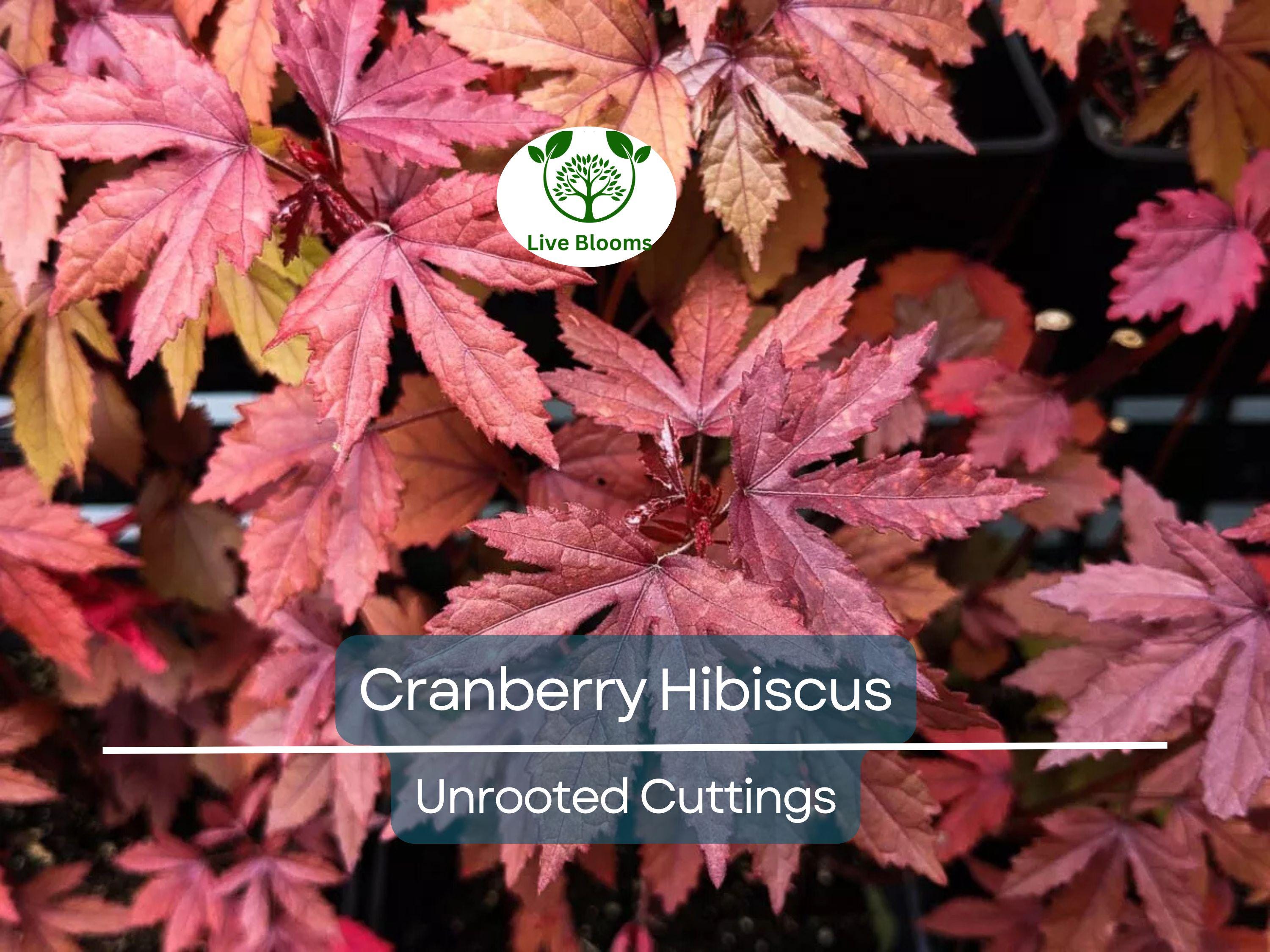 7 Live Cranberry Hibiscus Plant Clippings - Organic Edible Perennial, Perfect for Gardening & Cooking