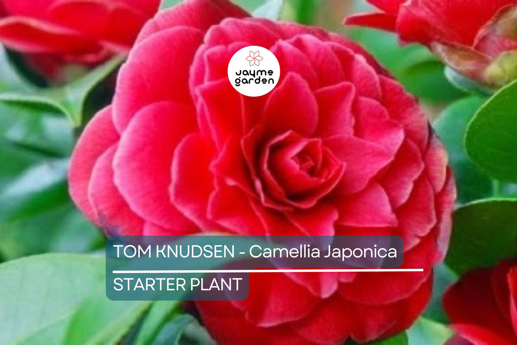 Tom Knudsen Camellia Japonica Starter Plant | Unique Bloom | Live Well-Rooted Plant in Pot | Evergreen Shrub | 7-10 USDA Zones
