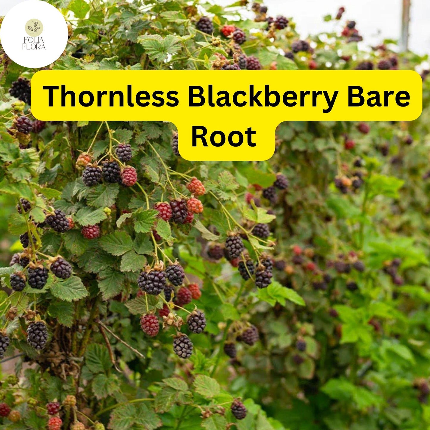 5 Bare Root Triple Crown Thornless Blackberry Plants, Rubus fruticosus, Sweet Fruit, Easy-to-Grow, High Yield