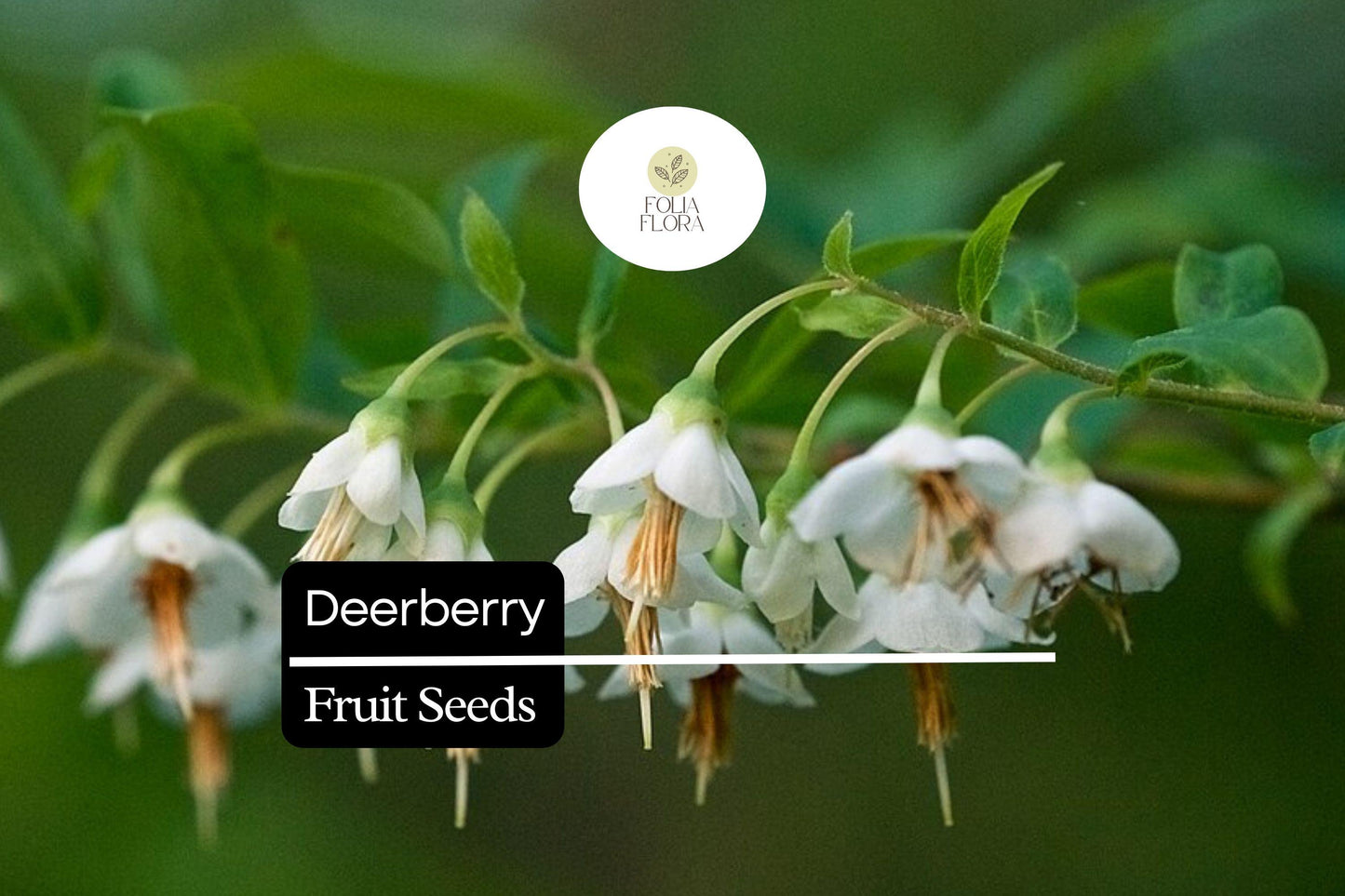 Deerberry Seeds (25) | Vaccinium stamineum | Native Wild Blueberry Shrub | Fruit Plant for Wildlife & Landscapes