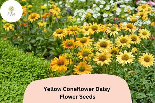 200+ Yellow Coneflower Daisy Seeds | Echinacea paradoxa | Golden Blooms | Hardy Perennial Flower for Pollinator Gardens