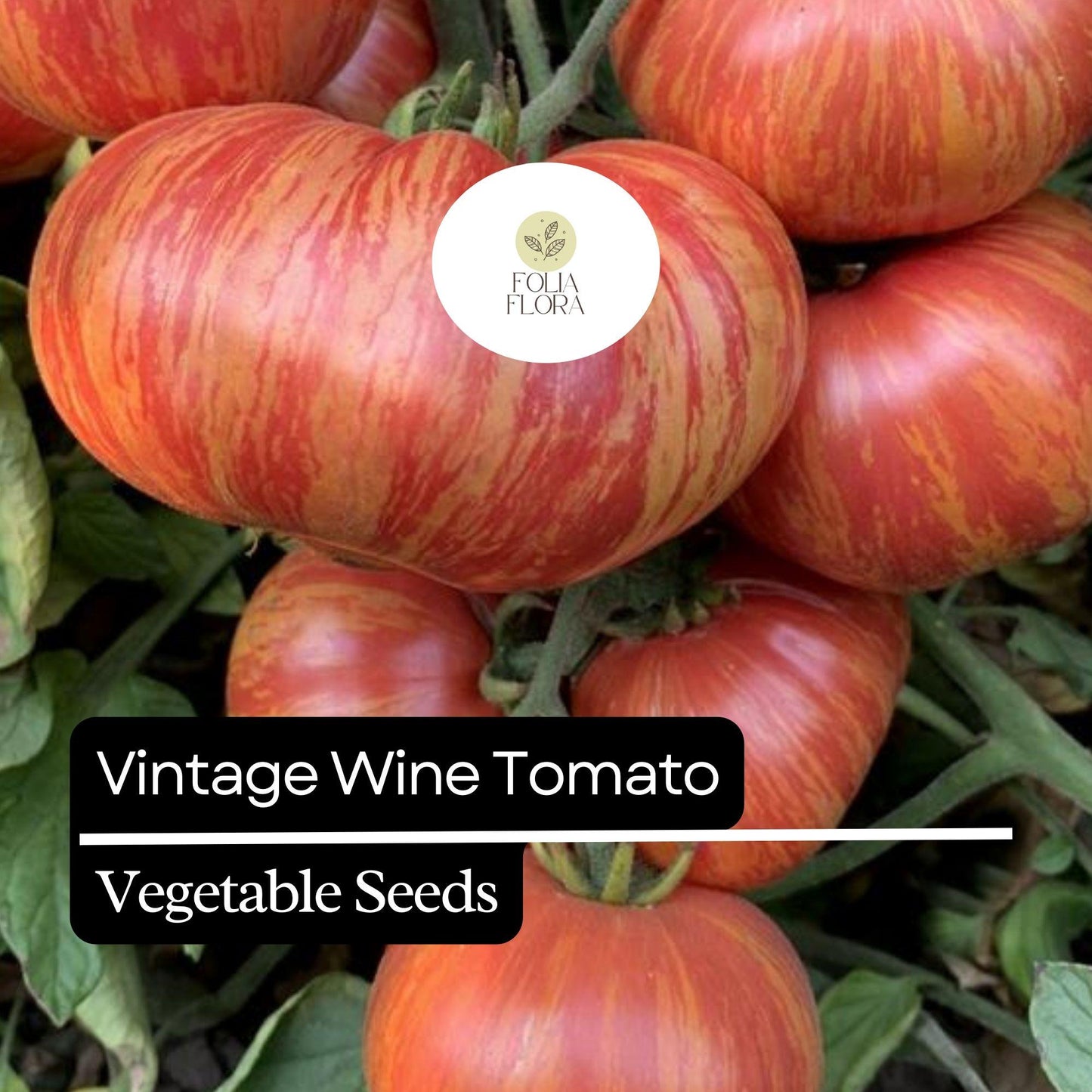30 Vintage Wine Tomato Seeds – Heirloom, Striped Pink & Gold, Juicy and Sweet, Perfect for Fresh Eating