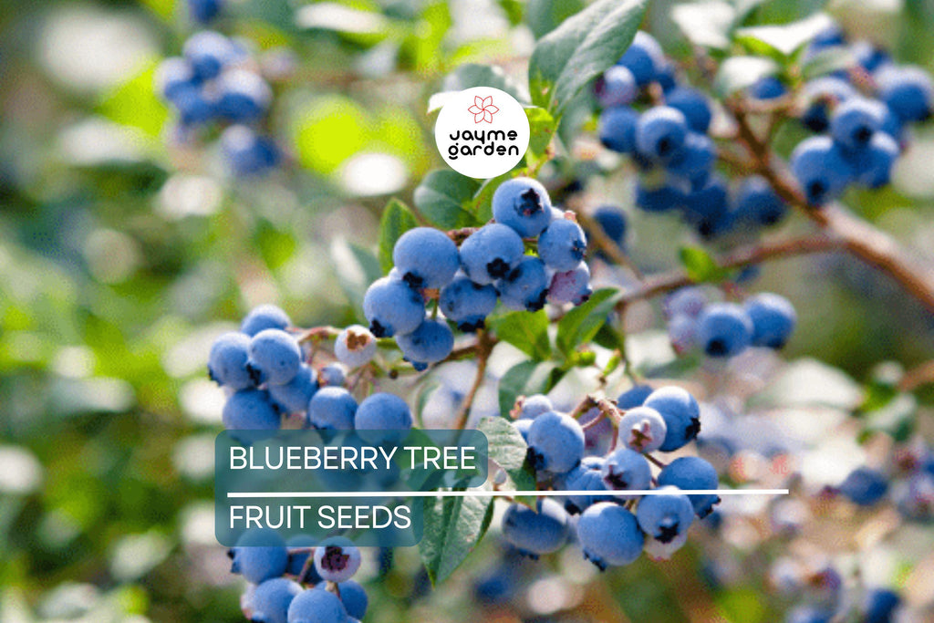 50 Southern Highbush Blueberry Seeds (Vaccinium corymbosum) - Cold Hardy Fruit Tree, Zone 5-10
