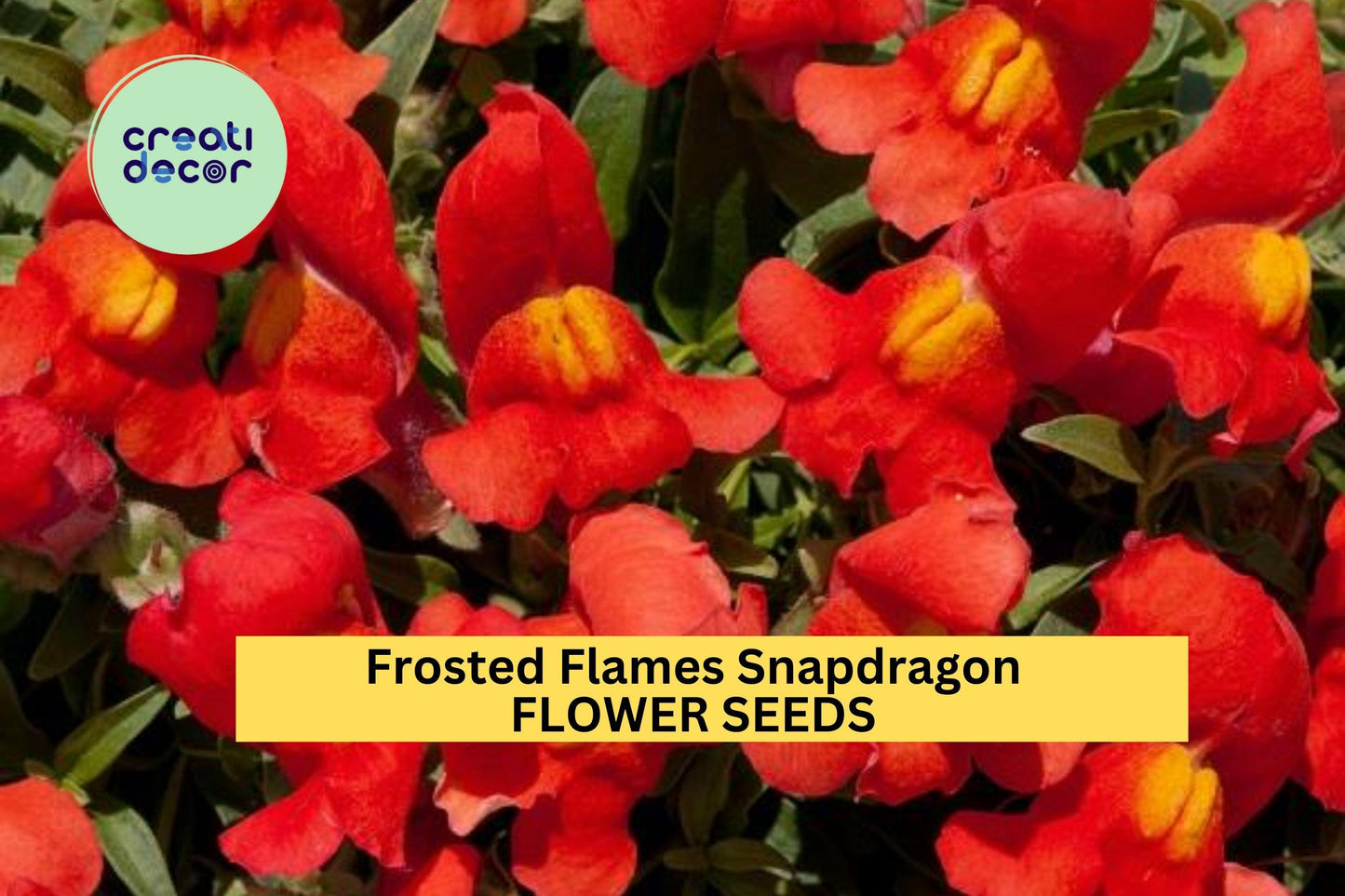 1000+ Frosted Flames Snapdragon Seeds – Variegated Foliage & Bright Blooms for Garden Planting, Unique Border Flowers – USA