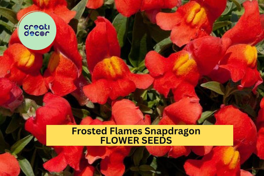 1000+ Frosted Flames Snapdragon Seeds – Variegated Foliage & Bright Blooms for Garden Planting, Unique Border Flowers – USA