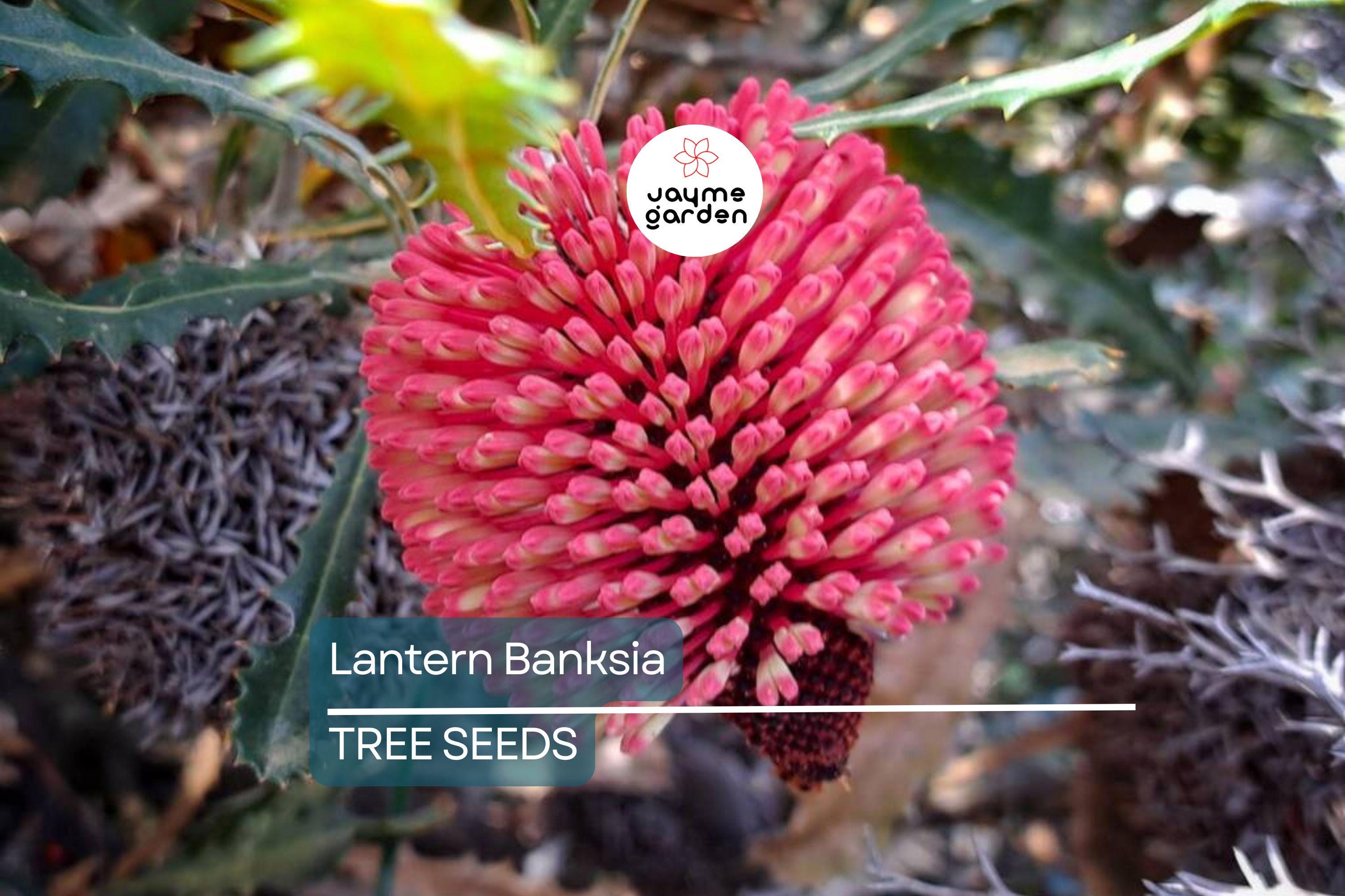 5 Lantern Banksia "Fireworks" Seeds (Banksia ericifolia) – 8' Tall, Exotic Flowering Shrub
