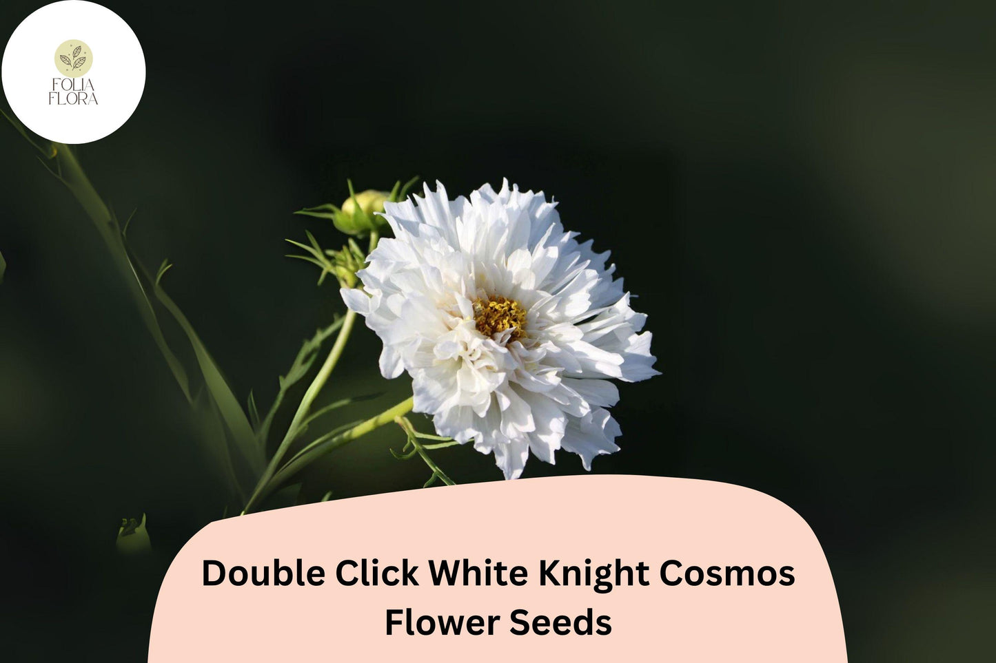 200+ Double Click White Knight Cosmos Seeds | Cosmos Bipinnatus White Double Blooms | Garden & Cut Flower Seeds