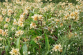 Sweet Everlasting – Pseudognaphalium obtusifolium, Native Annual Wildflower | Fragrant Blooms (500 Seeds)
