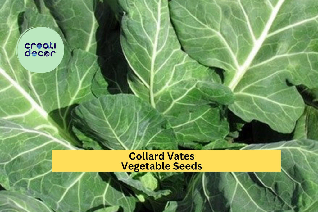 3pcs x 1g Collard Vates Seeds – Heirloom Leafy Greens for Raised Beds, Garden Rows, or Container Vegetable Growing Seeds for Planting