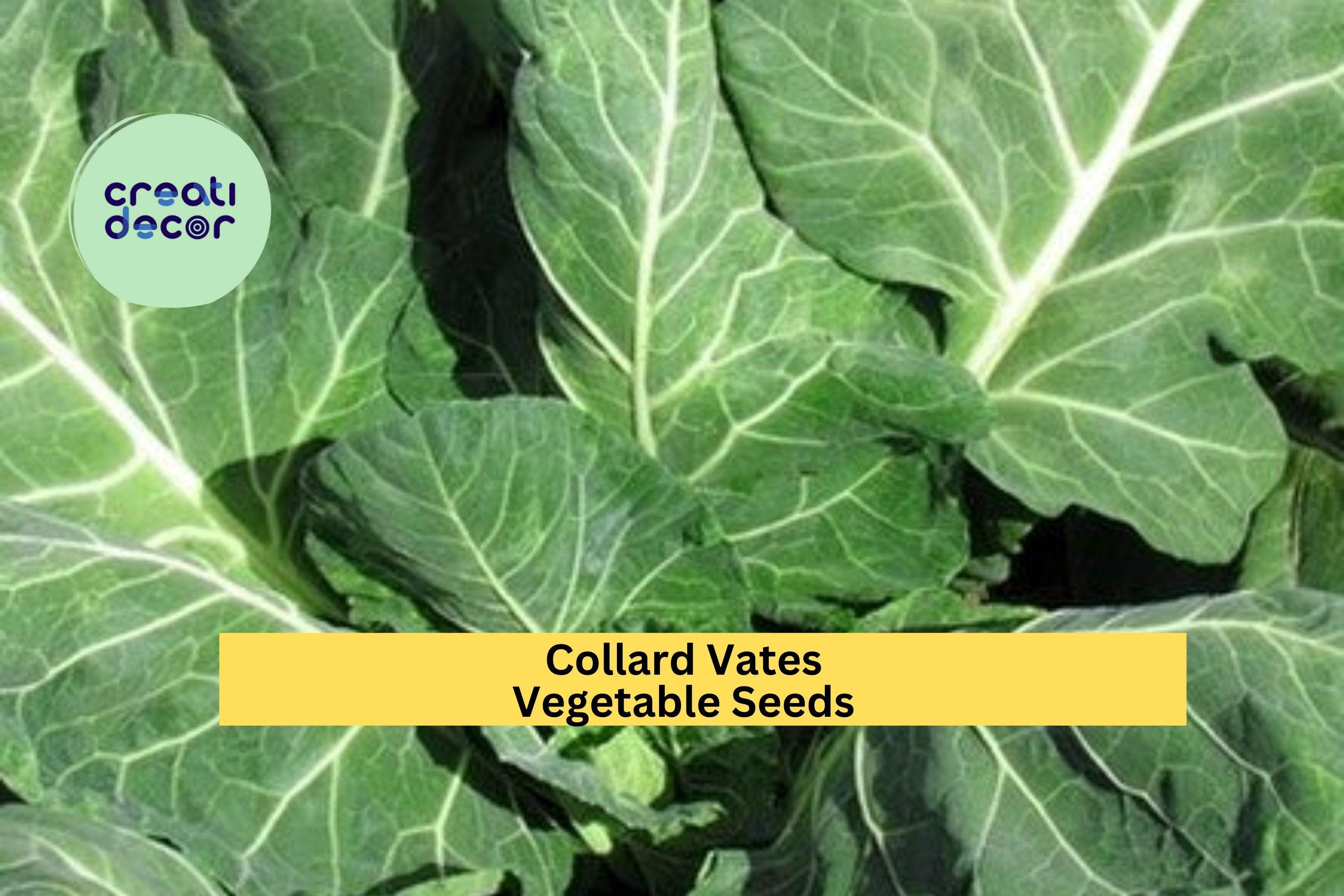 3pcs x 1g Collard Vates Seeds – Heirloom Leafy Greens for Raised Beds, Garden Rows, or Container Vegetable Growing Seeds for Planting
