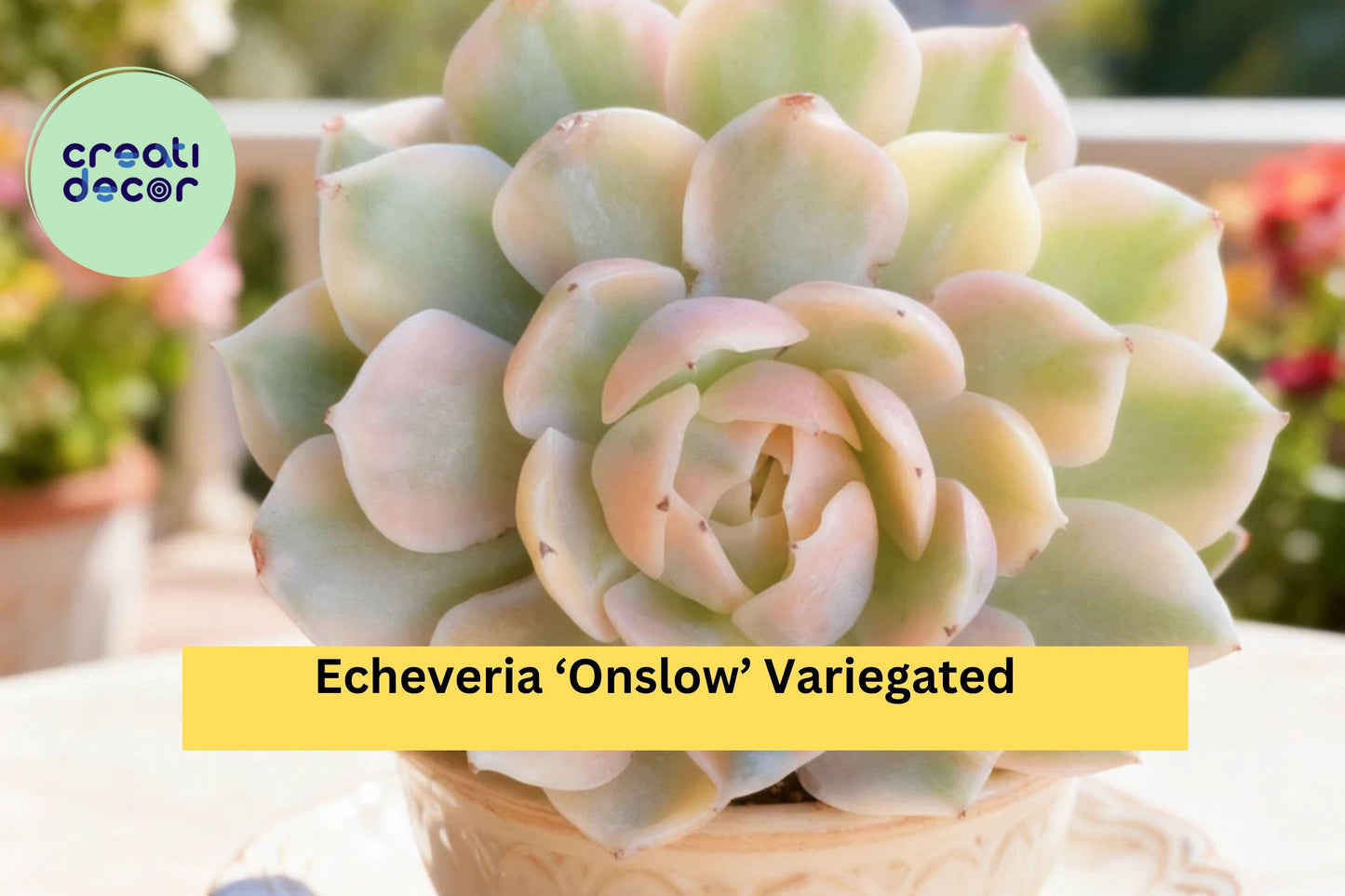 Echeveria ‘Onslow’ Variegated – Rare Bare Root Succulent – Easy Care Live Plant for Indoor Decor, Terrarium, or Garden Collection