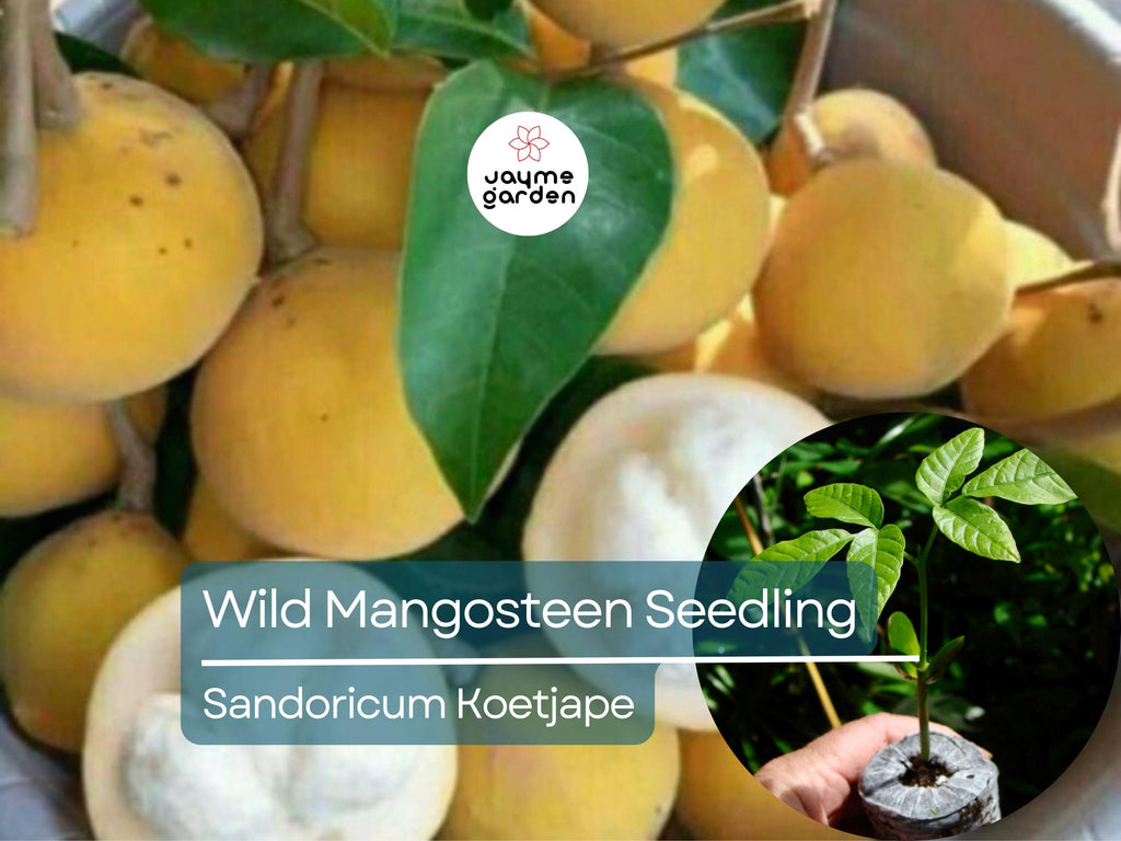 Wild Mangosteen Seedling - Sandoricum Koetjape - Live Tropical Fruit Tree 1’-2’ Tall, Cotton Fruit Starter Plant, Southeast Asian Fruit