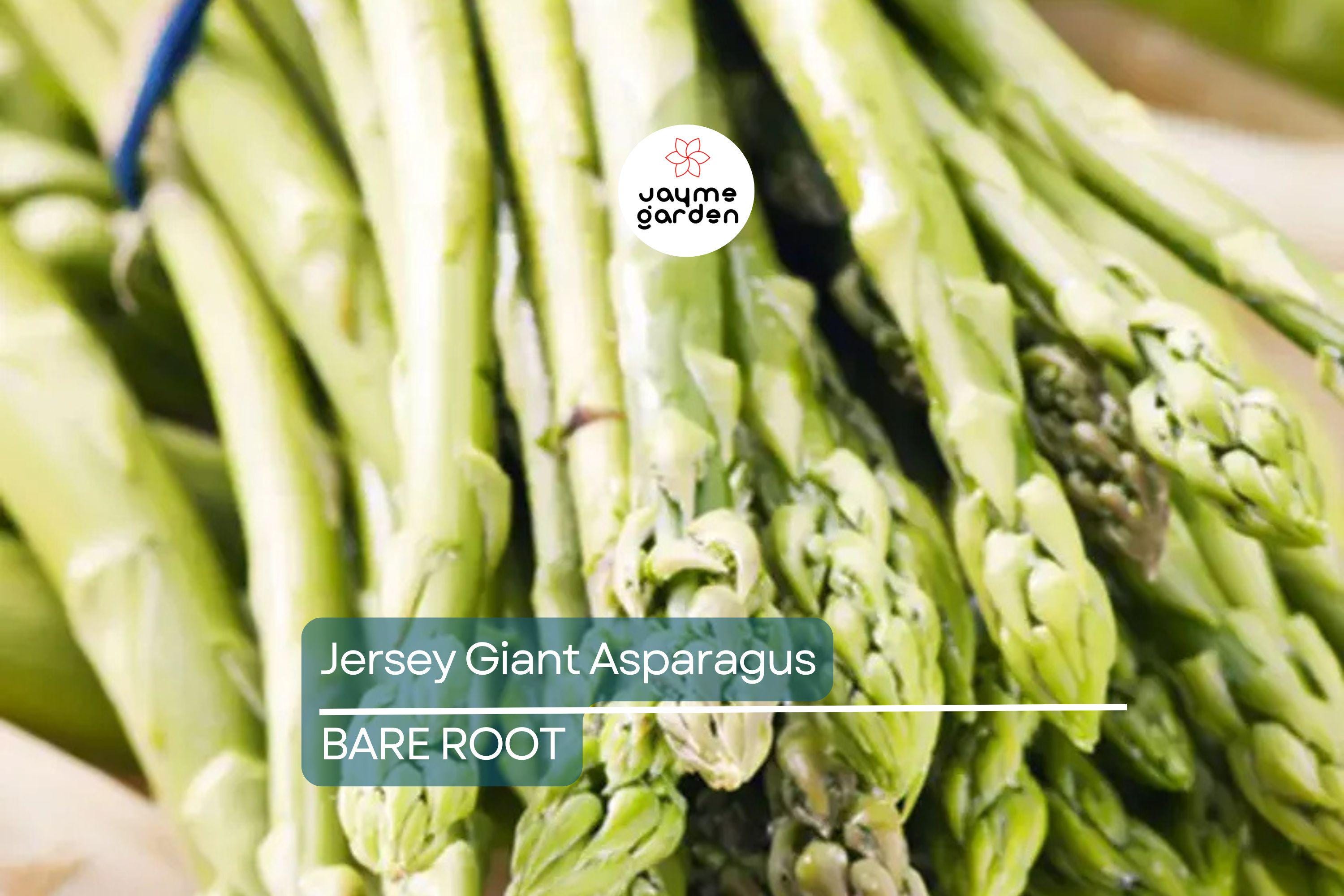 10 Jersey Giant Asparagus Live Bare Root Crowns | 2-Year Plants for High Yield | Cold Hardy & Disease Resistant | Easy to Grow