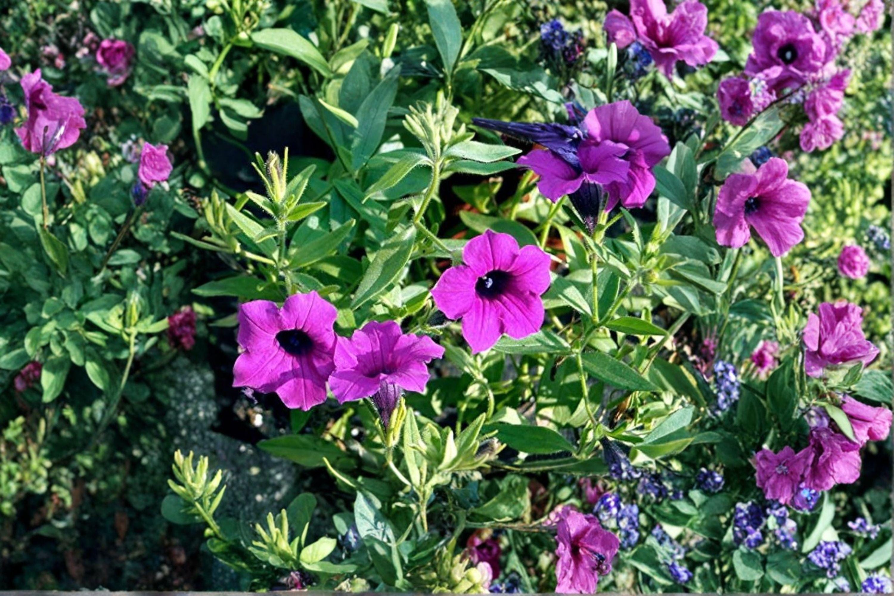 Shanin Wild Petunia – Petunia violacea 100 Seeds Fragrant Violet-Purple Blooms, Heirloom Annual, Easy Grow