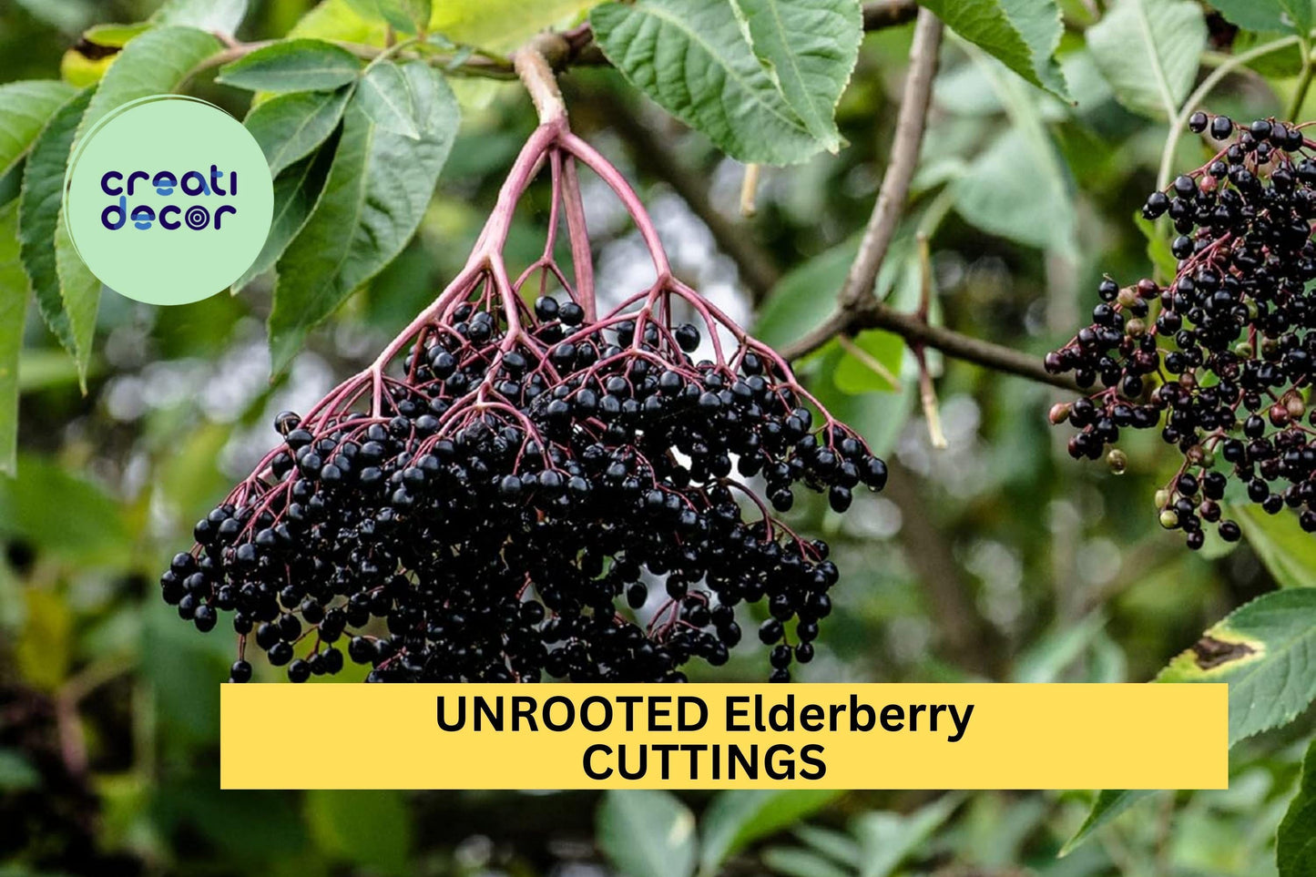 10 Unrooted Elderberry Cuttings – Sambucus canadensis Bush for Garden, Hedge, or Wildlife Planting – Easy Propagation – USA