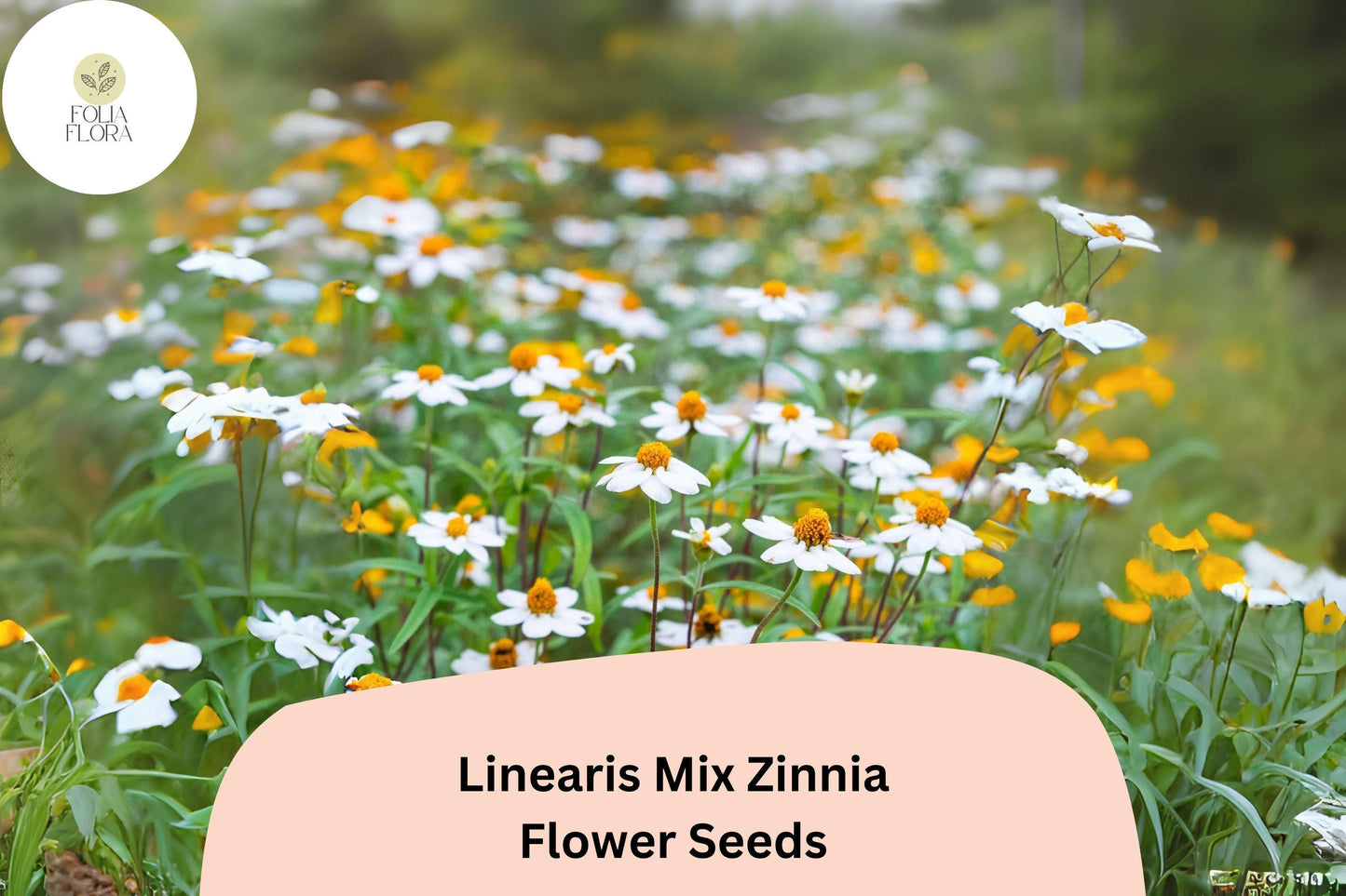 100+ Linearis Mix Zinnia Seeds – Compact Dwarf Blooms for Borders, Edging & Summer Gardens