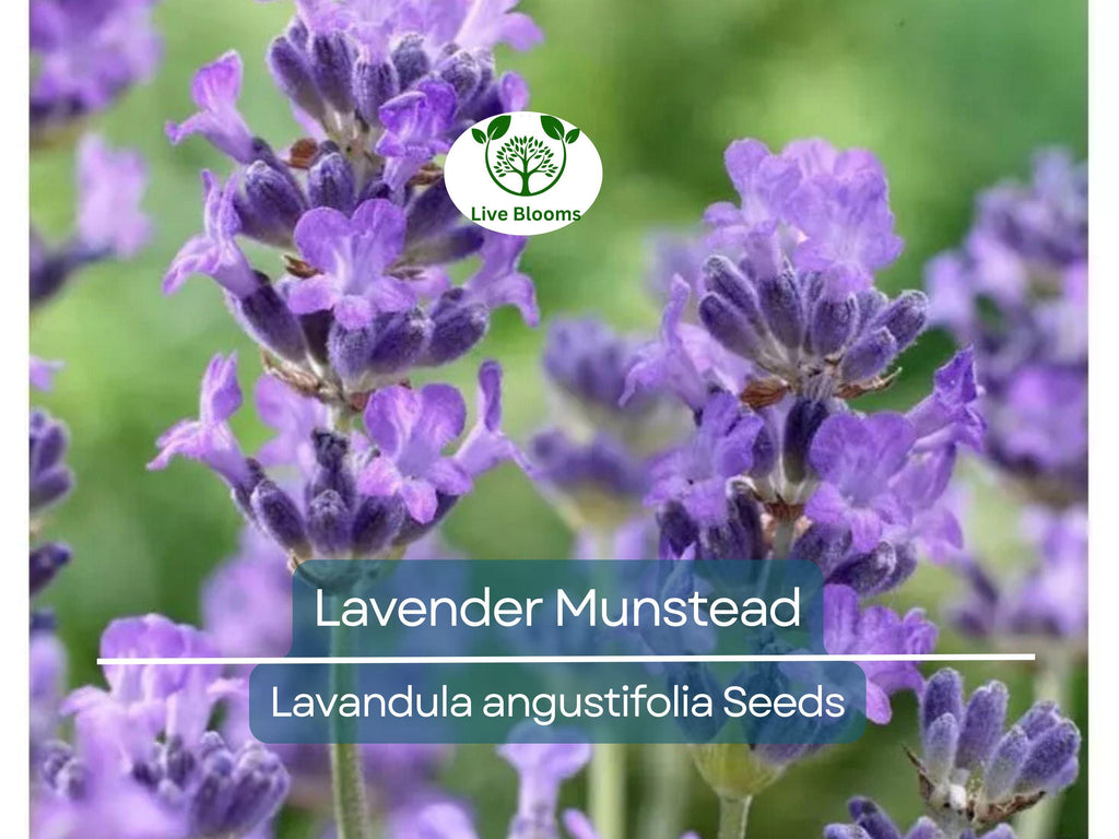200 Seeds Lavender ‘Munstead’ – Lavandula angustifolia – Fragrant Perennial Herb – Non-GMO for Drying, Containers, Pollinators