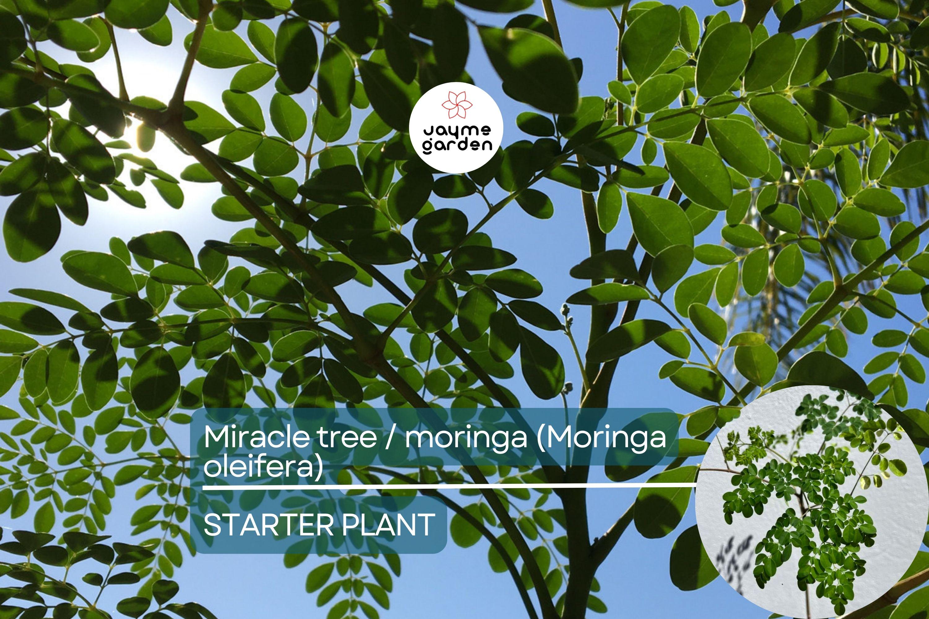 Moringa Tree Starter Plant - Live Miracle Tree 3’-4’ Tall | Highly Nutritious Superfood | Easy Care & Fast Growing for Gardens