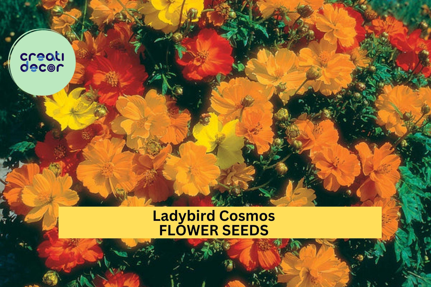 200+ Ladybird Cosmos Seeds – Compact Red, Orange & Yellow Blooms for Garden Planting, Pollinator-Friendly Annuals – USA