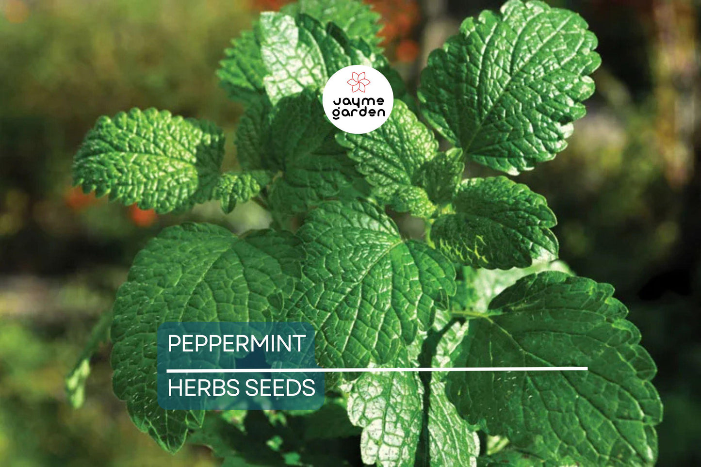 2000 Peppermint Seeds - Mentha Piperita - Non-GMO Heirloom Mint for Tea, Culinary & Medicinal Use - Fast-Growing Herb for Gardens