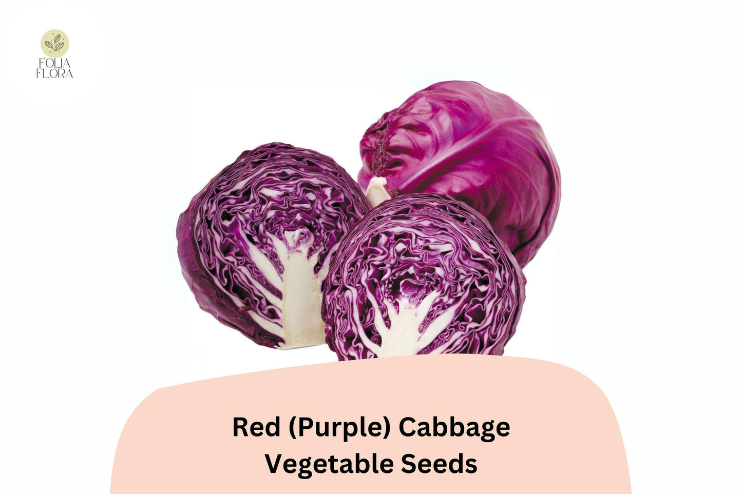 500+ Red (Purple) Cabbage Seeds | Heirloom Garden Vegetable | Brassica oleracea | Fresh Bulk Seeds for Planting