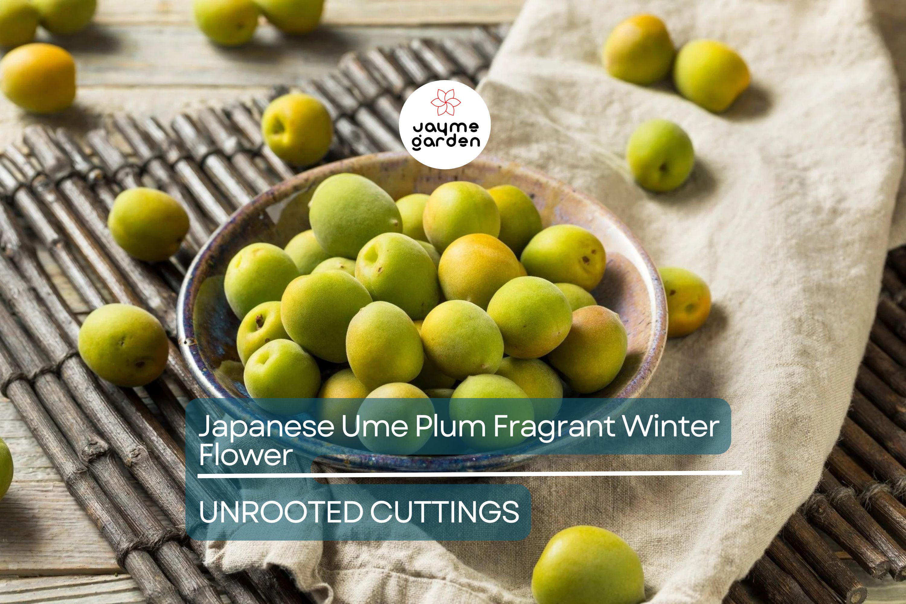 Japanese Ume Plum – 4 Cuttings, Fragrant Winter Flowers & Edible Fruits, Umeboshi and Umeshu  Can't ship to Ca, Fl, Hi, Az