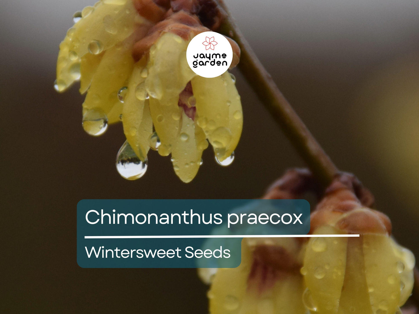10 Seeds Chimonanthus Praecox | Wintersweet Japanese Allspice for Planting | Fragrant Winter Blooms | Ornamental Shrub | Hardy Perennial