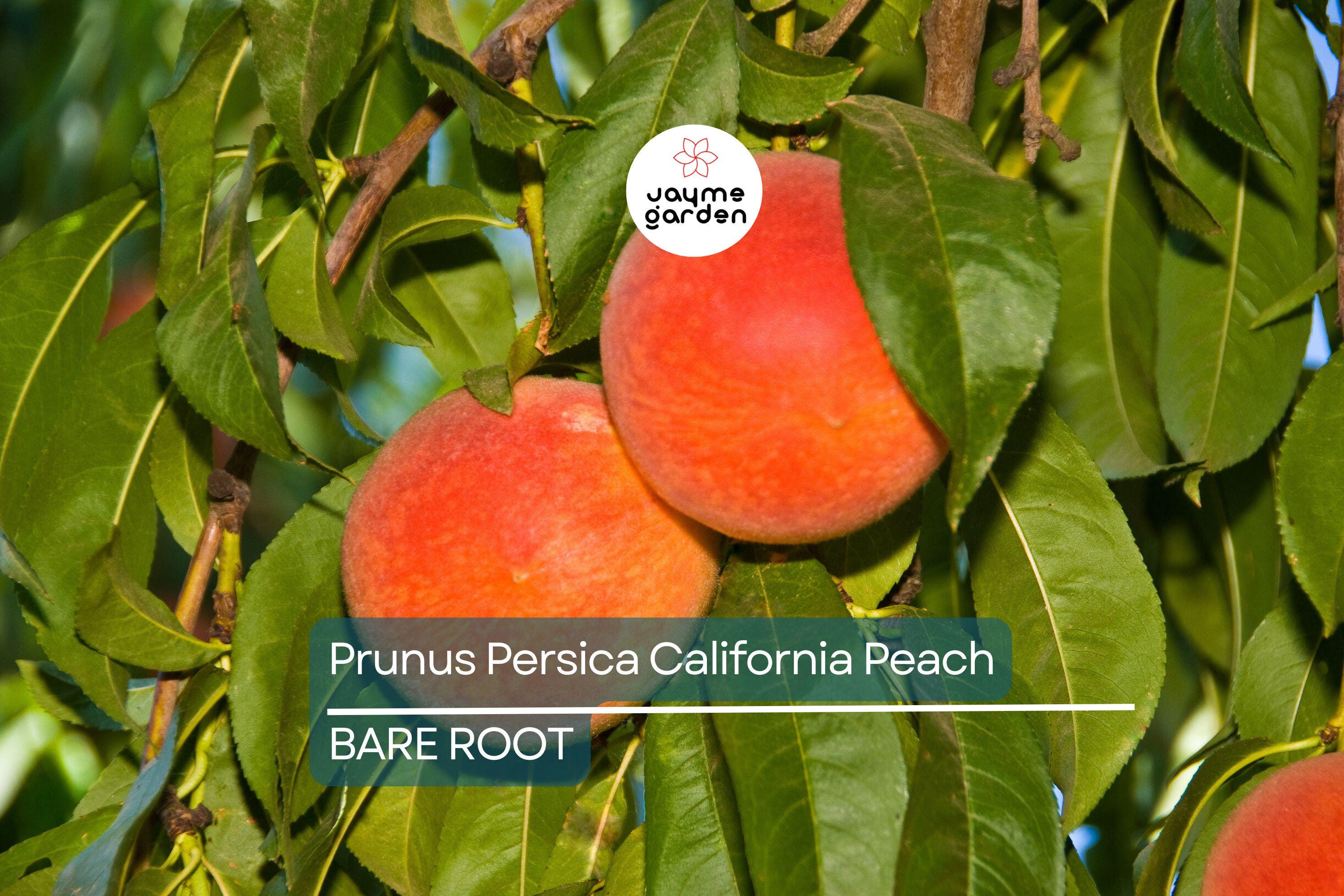 Prunus Persica California Peach Cuttings, 7 Live 6” Plants, Edible Sweet Fruit, Fast-Growing, USDA Zones 5-9, Organic