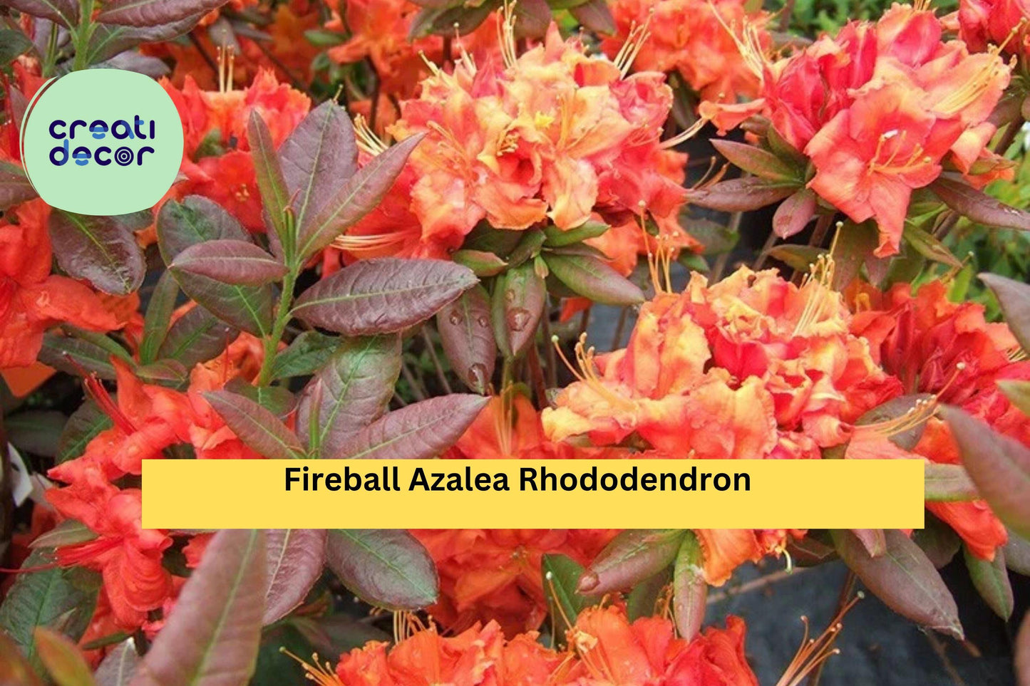 Fireball Azalea Rhododendron – Well-Rooted Starter Plant – Vibrant Red-Orange Blooms, Hardy Flowering Shrub for Garden