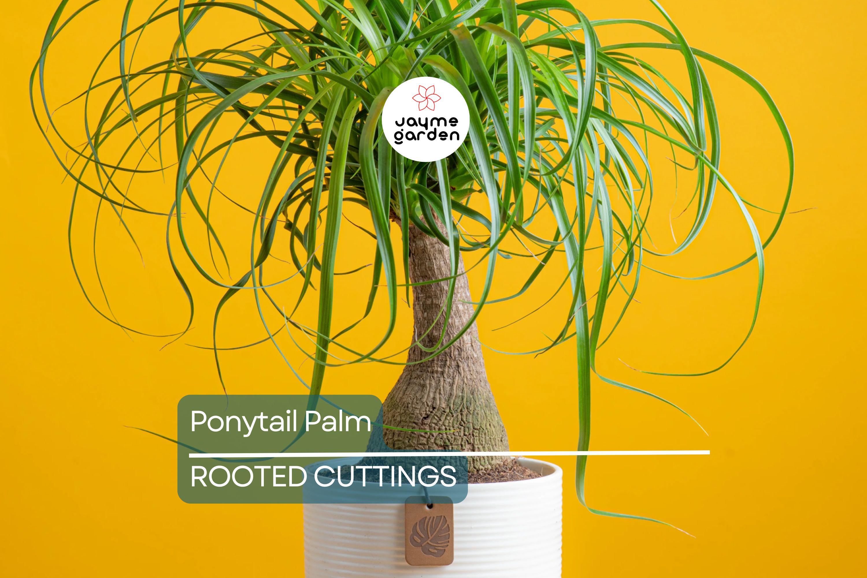 Beaucarnea Multi | Ponytail Palm | Rooted Cutting in 2" Pot | Air-Purifying Low-Maintenance Houseplant