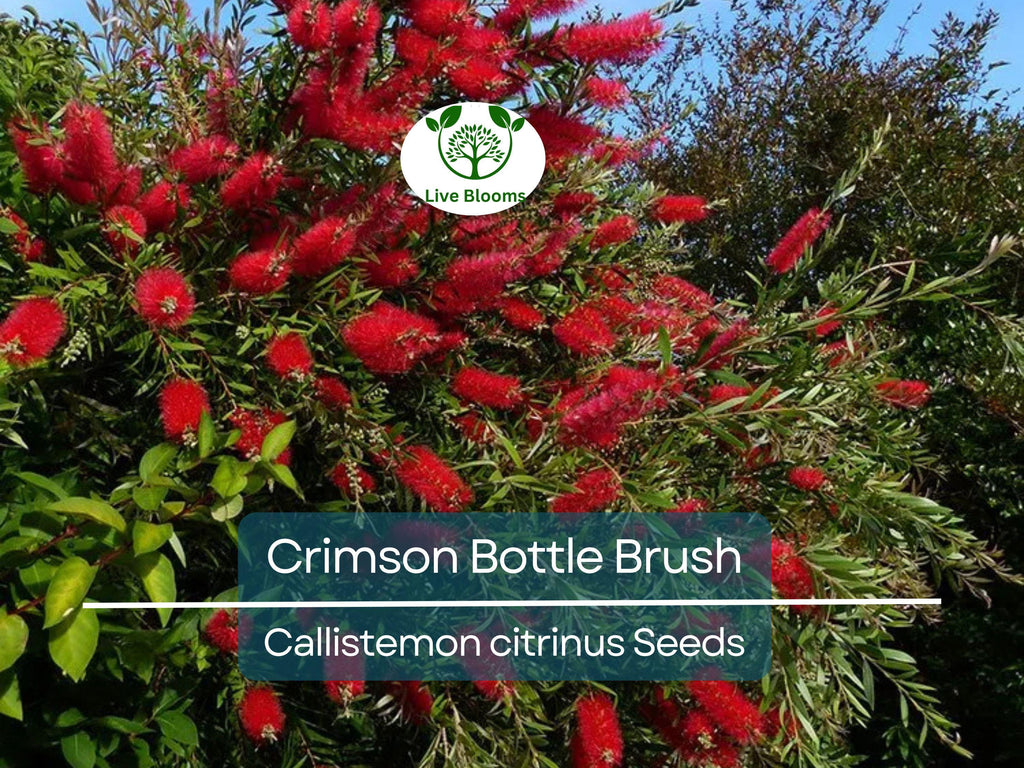 100 Crimson Bottle Brush Tree Seeds, Red Flowering Plant (Callistemon citrinus), Non-GMO, Hardy Garden Shrub, Easy to Grow