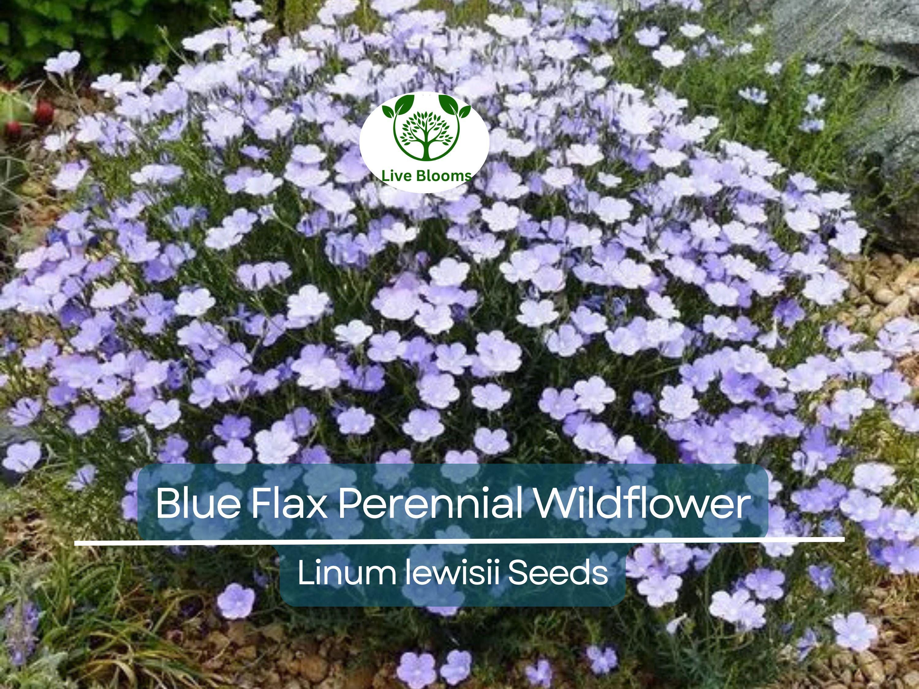 500 Seeds Blue Flax Perennial Wildflower Linum lewisii - Non-GMO American Native, Drought Tolerant, Beautiful Blooms, Pollinator Friendly