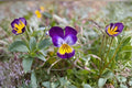 Helen Mount Johnny Jump Up – Heirloom Viola Tricolor, Edible Flowers (100 Seeds)