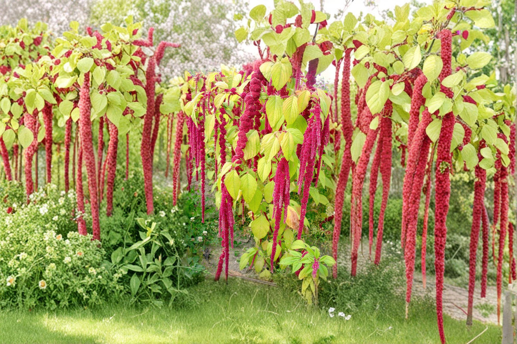 Love Lies Bleeding – Amaranthus caudatus Seeds | 100 Seeds | Dramatic Hanging Red Flowers