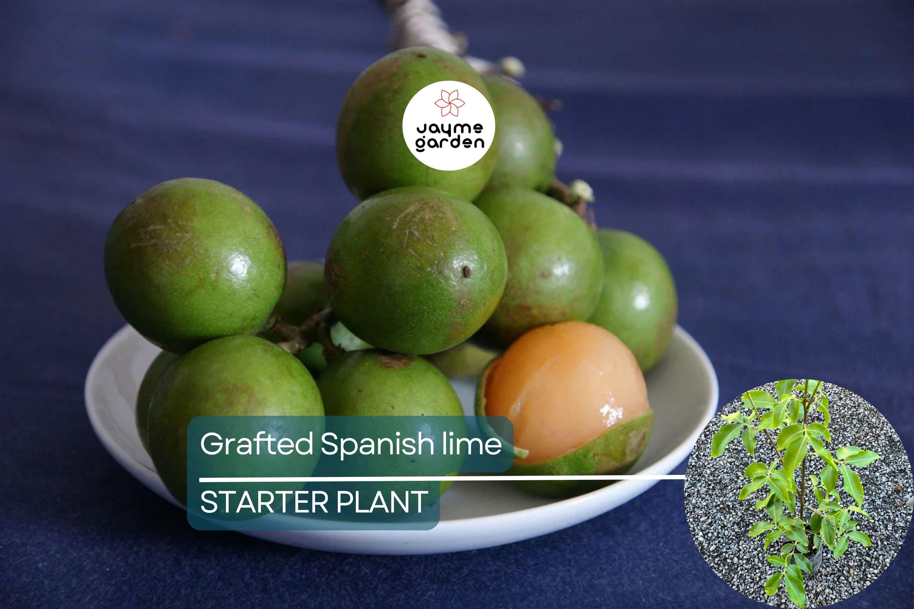 Grafted Spanish Lime Tropical Fruit Tree 12”-24” - Exotic Mamoncillo, Genip, Quenepa Delight for Your Garden