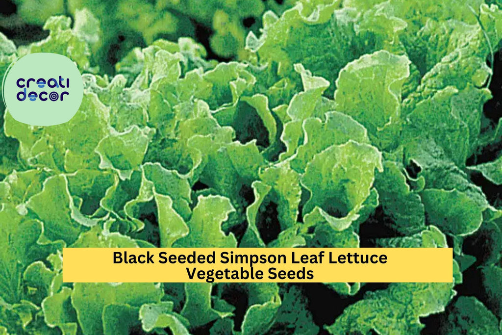 3pcs of 1g Black Seeded Simpson Lettuce Seeds – Fast-Growing Leaf Lettuce for Planting in Gardens or Containers Seeds for Planting