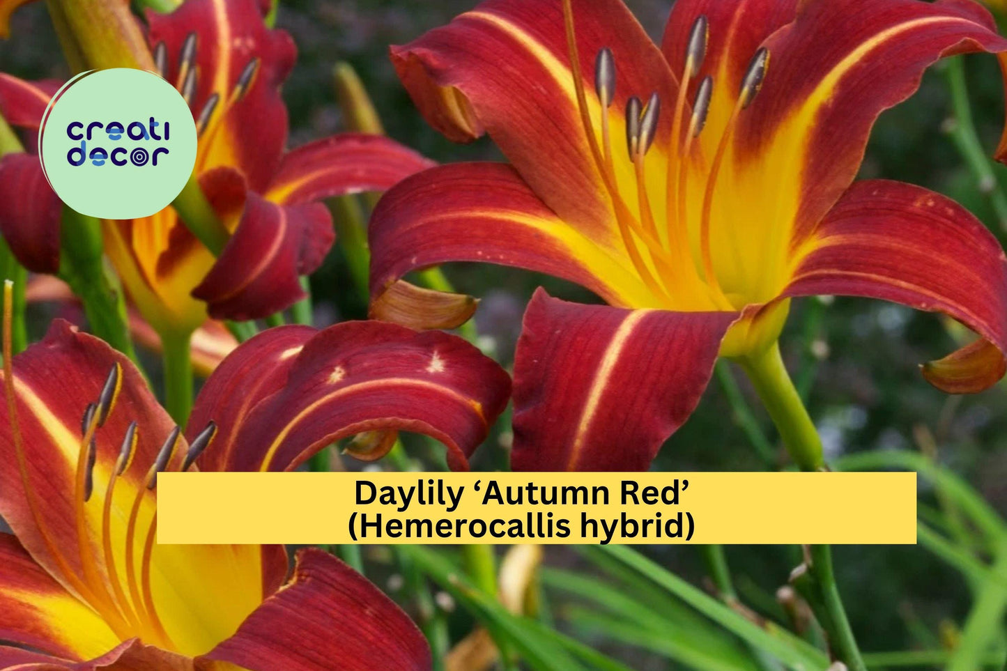 Daylily ‘Autumn Red’ (Hemerocallis hybrid) – 1 Mature Fan Bare Root Starter Plant – Hardy Perennial Red Blooms