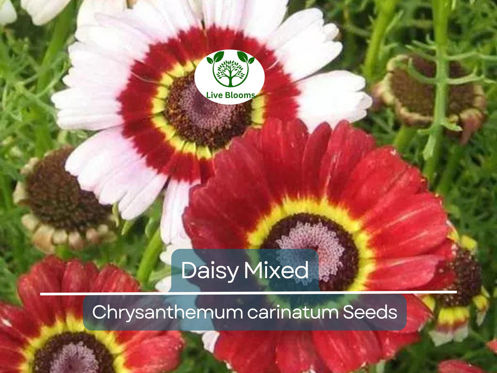 200 Seeds Painted Daisy Mixed Colors, Pollinators & Butterflies, Perennial, Non-GMO, Chrysanthemum Flowers, Garden Plants, Easy to Grow