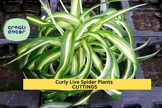 3 Curly Spider Plants ‘Bonnie’ | Rare Variegated Rooted Cuttings | Chlorophytum Houseplant | Easy Care Indoor Starter