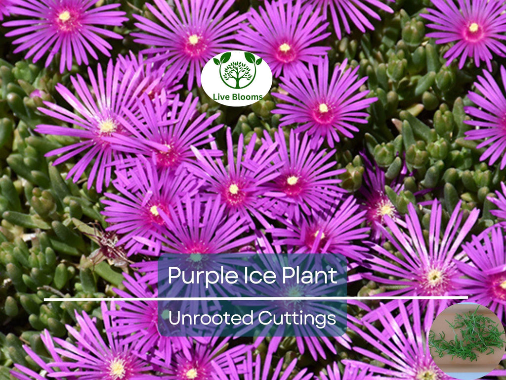 12 Creeping Ice Plant Purple/Pink 4-7" Unrooted Cuttings, Ground Cover Succulent, Rare Delosperma, Easy to Grow, Vibrant Succulent Plants