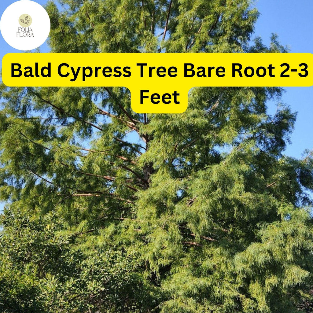 1 Bald Cypress Tree (Taxodium distichum) – Live Bare Root Plant 2-3 Feet