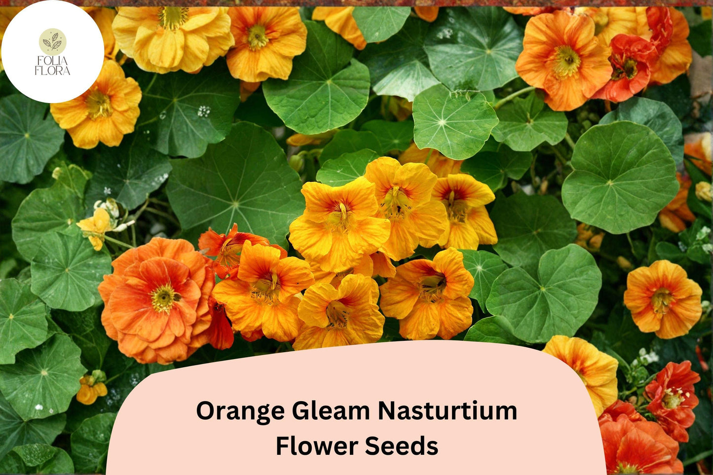 50+ Orange Gleam Nasturtium Seeds | Tropaeolum majus | Bright Orange Trailing Blooms | Easy Annual for Garden