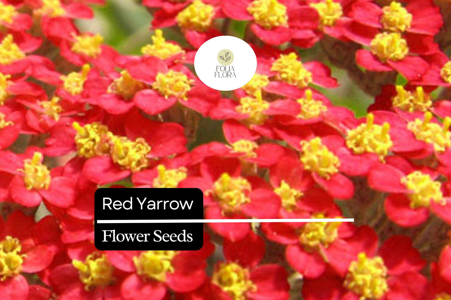 1000 Seeds Red Yarrow – Achillea millefolium, Hardy Perennial Wildflower