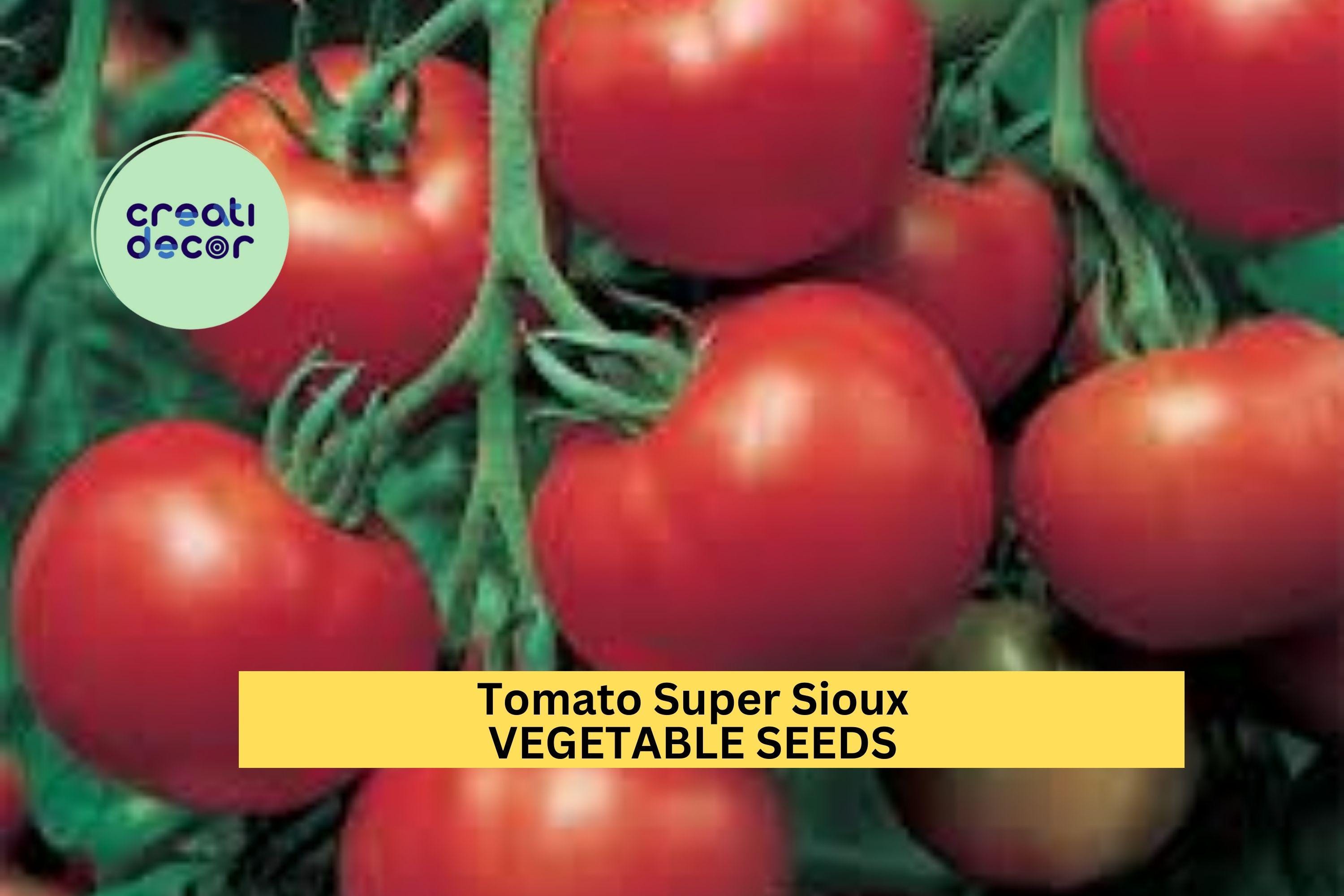 3pcs of 100mg Super Sioux Tomato Seeds – Heat‑Tolerant Heirloom for Hot Climates, Juicy Red Slicer & Container Gardens